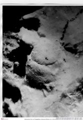 Historisches Foto von Paragalathea vultuosona (Robins et al., 2016) (NHMW-AFW-GEO-BACHMAYER-FOTO-1990-0041-2481b)